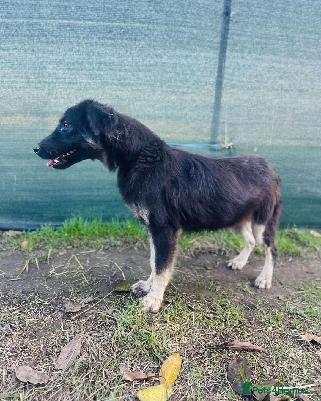 Mixed Breed dogs for adoption: Optimistic Orsin - Advert 8