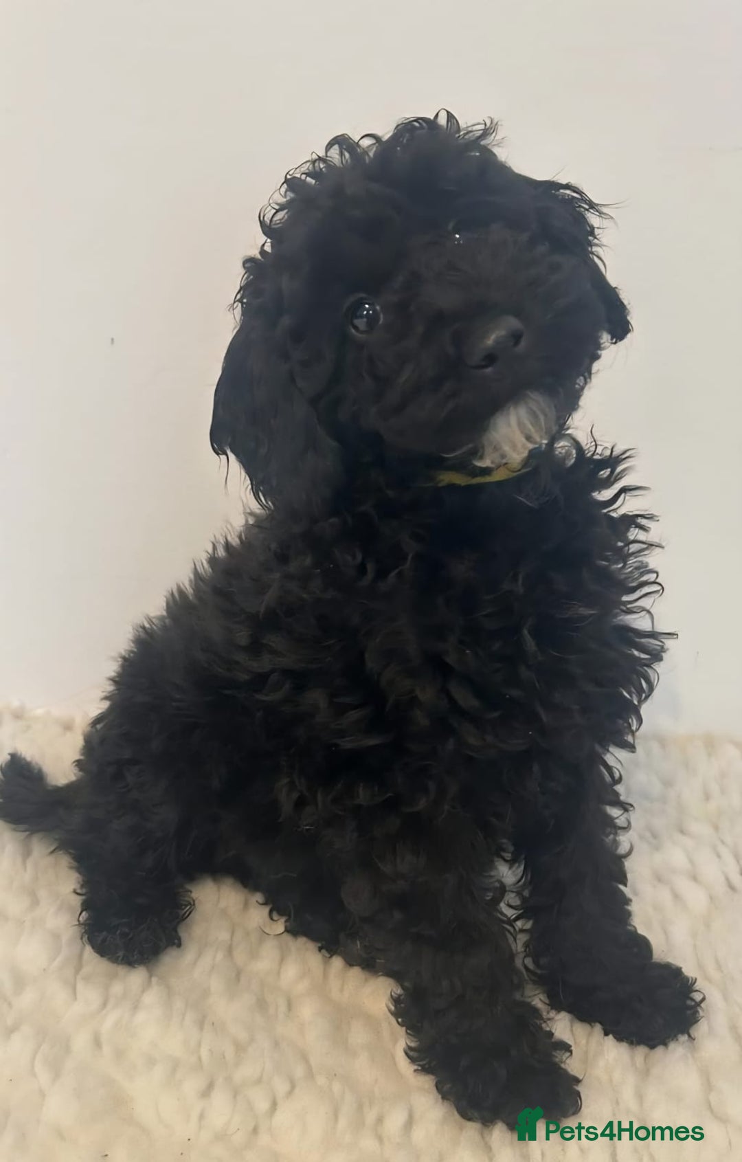 Cavapoo dogs for sale: 🐾 Beautiful F1B Cavapoo Puppies — Ready Now 🐾 - Image 8