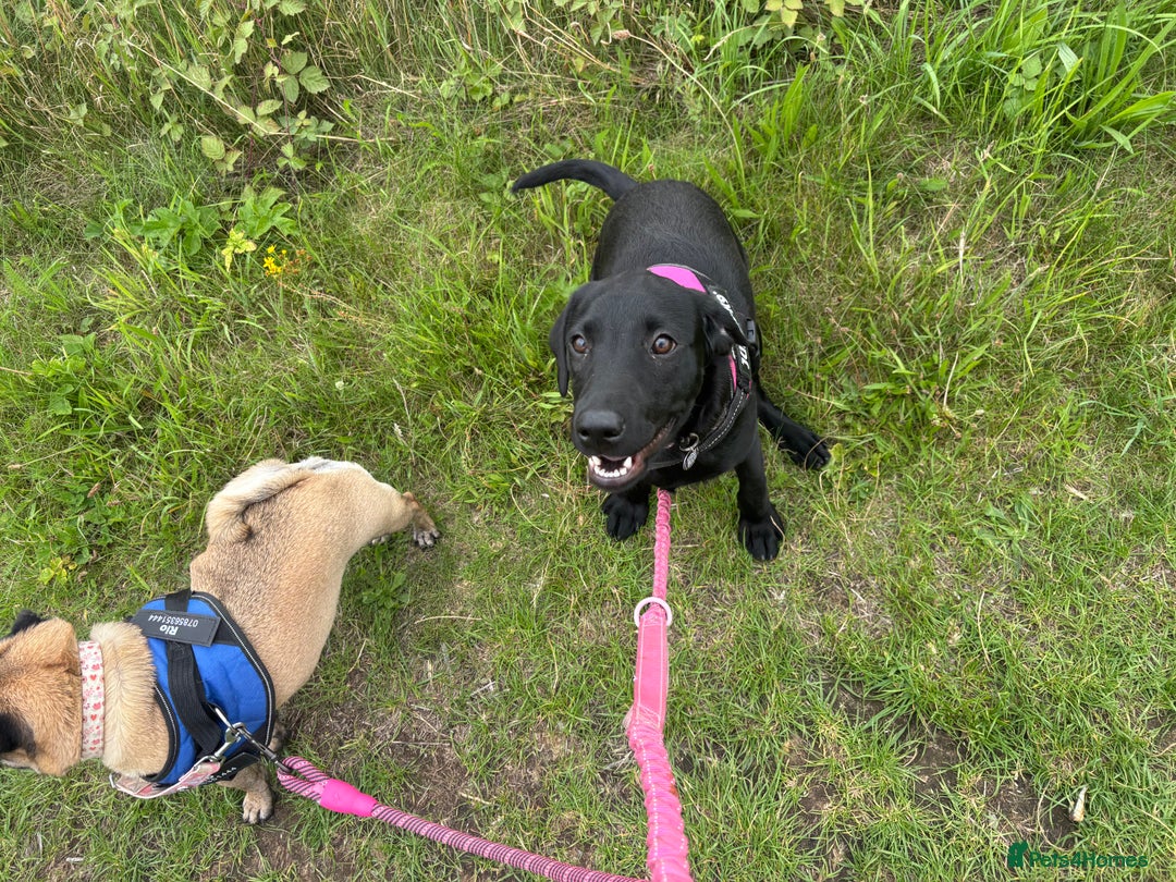 Labrador Retriever dogs for sale: labrador retriever - Advert 21