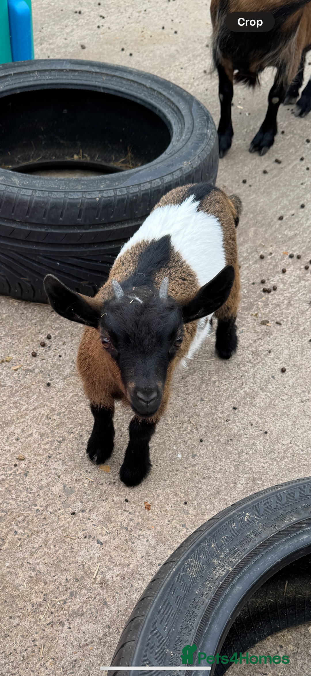 Goats livestock for sale: Adorable Baby Pygmy Goats for sale  - Image 11