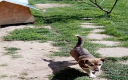 Mixed Breed dogs for adoption: GRETA - a Lovely young Girl, for a Loving Home - Image 7