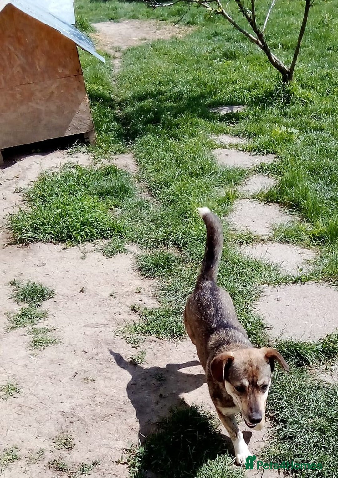 Mixed Breed dogs for adoption: GRETA - a Lovely young Girl, for a Loving Home - Image 7