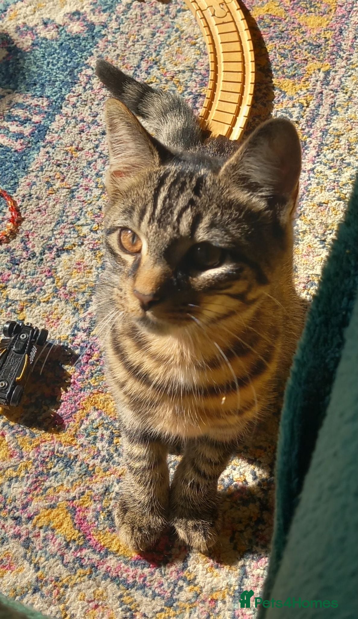 Mixed Breed cats Beautiful Mainecoon x kitten!  - Advert 10