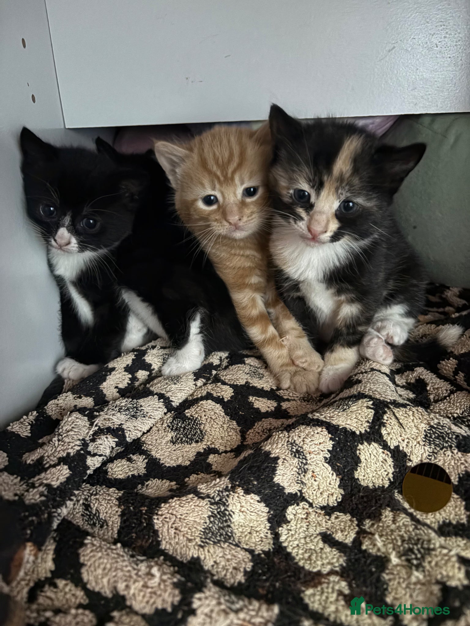Domestic Shorthair cats Beautiful kittens looking for their forever homes - Advert 2