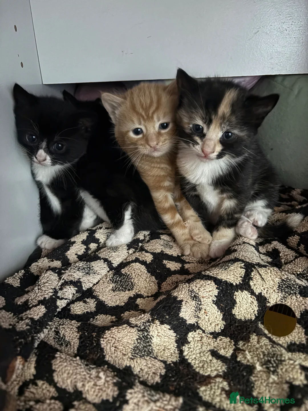 Domestic Shorthair cats for sale: Beautiful kittens looking for their forever homes - Advert 1