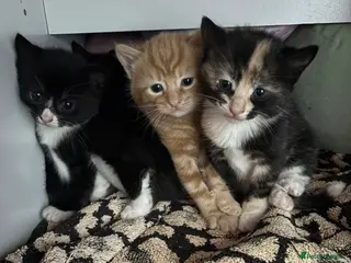Domestic Shorthair cats Beautiful kittens looking for their forever homes - Advert 2