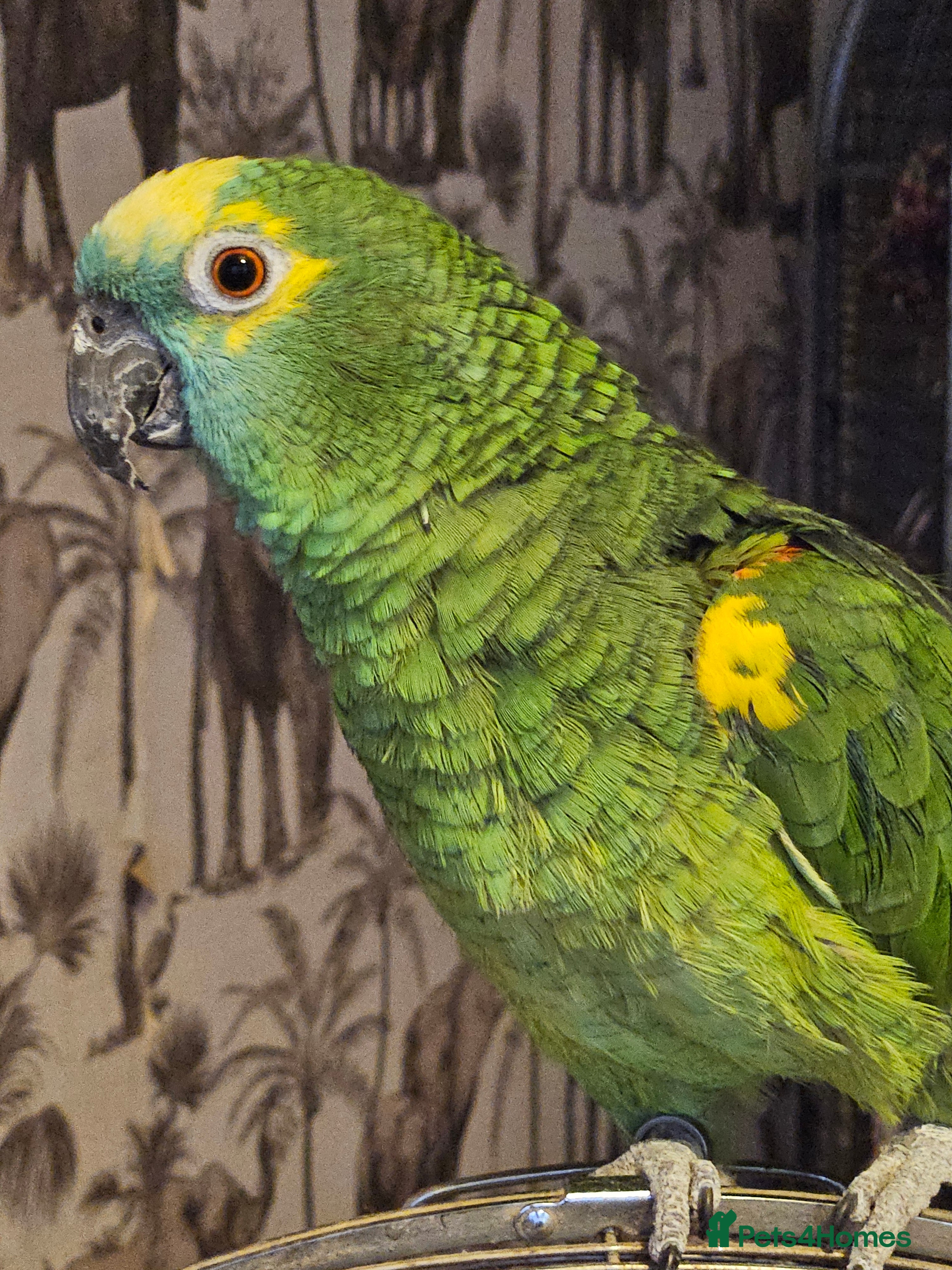 Parrots birds Talking hand tame blue fronted amazon - Advert 1