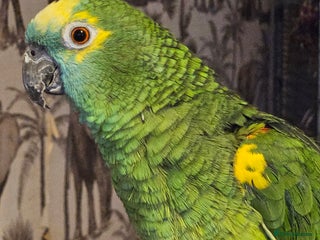 Parrots birds Talking hand tame blue fronted amazon - Advert 1