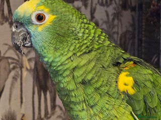 Parrots birds Talking hand tame blue fronted amazon - Advert 3