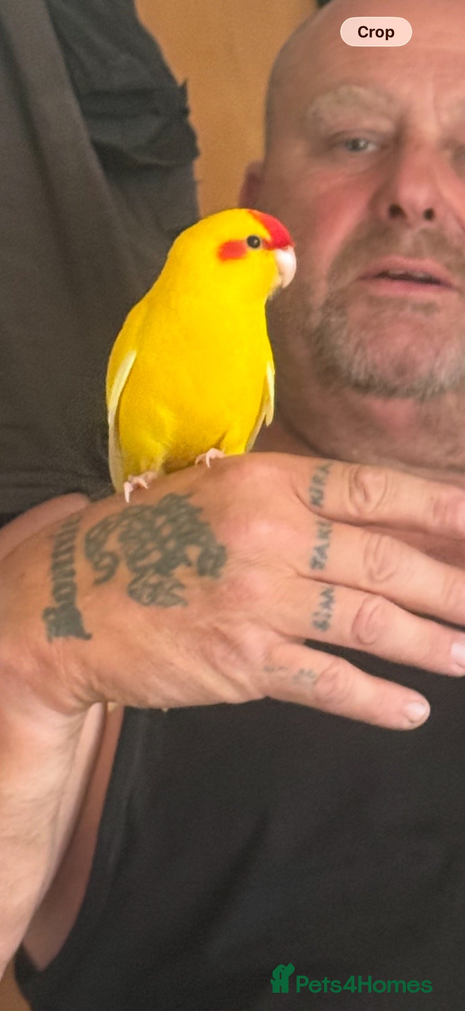 Mixed Breed birds Handreared Baby Kakariki  - Advert 1