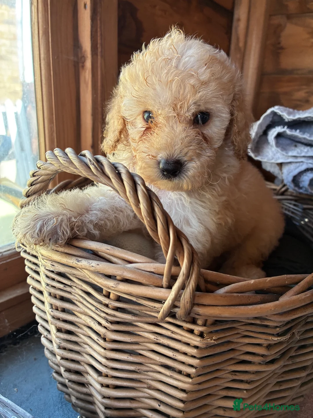 Miniature Poodle dogs for sale: 🐩 Ready Now 🐩 Miniature poodles 🐩  - Advert 1