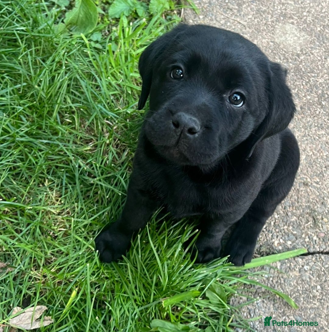 Labrador Retriever dogs for sale: Premium Labrador Puppies  - Image 3