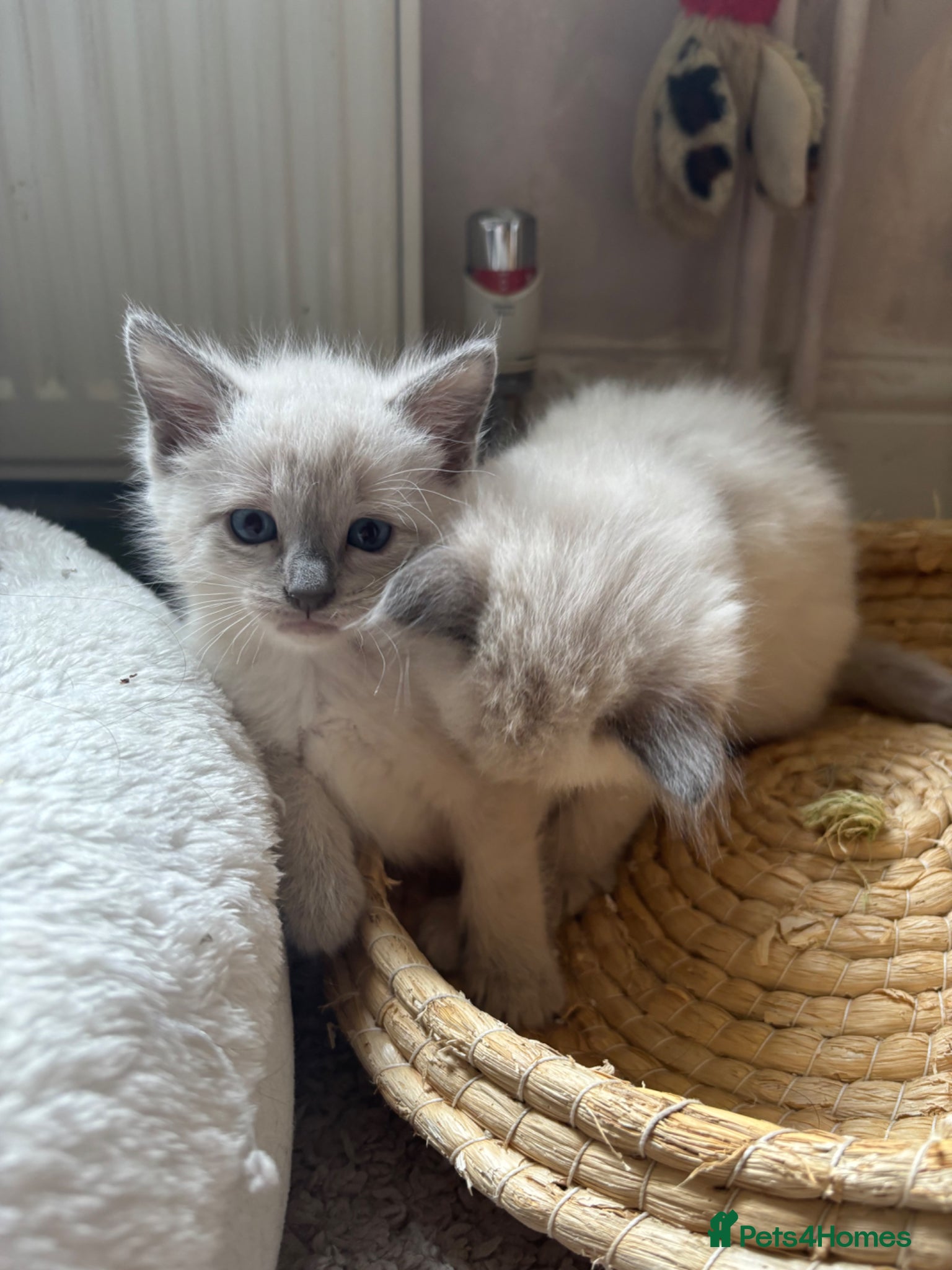 Mixed Breed cats Beautiful Ragdoll Kittens 🤍 - Advert 1