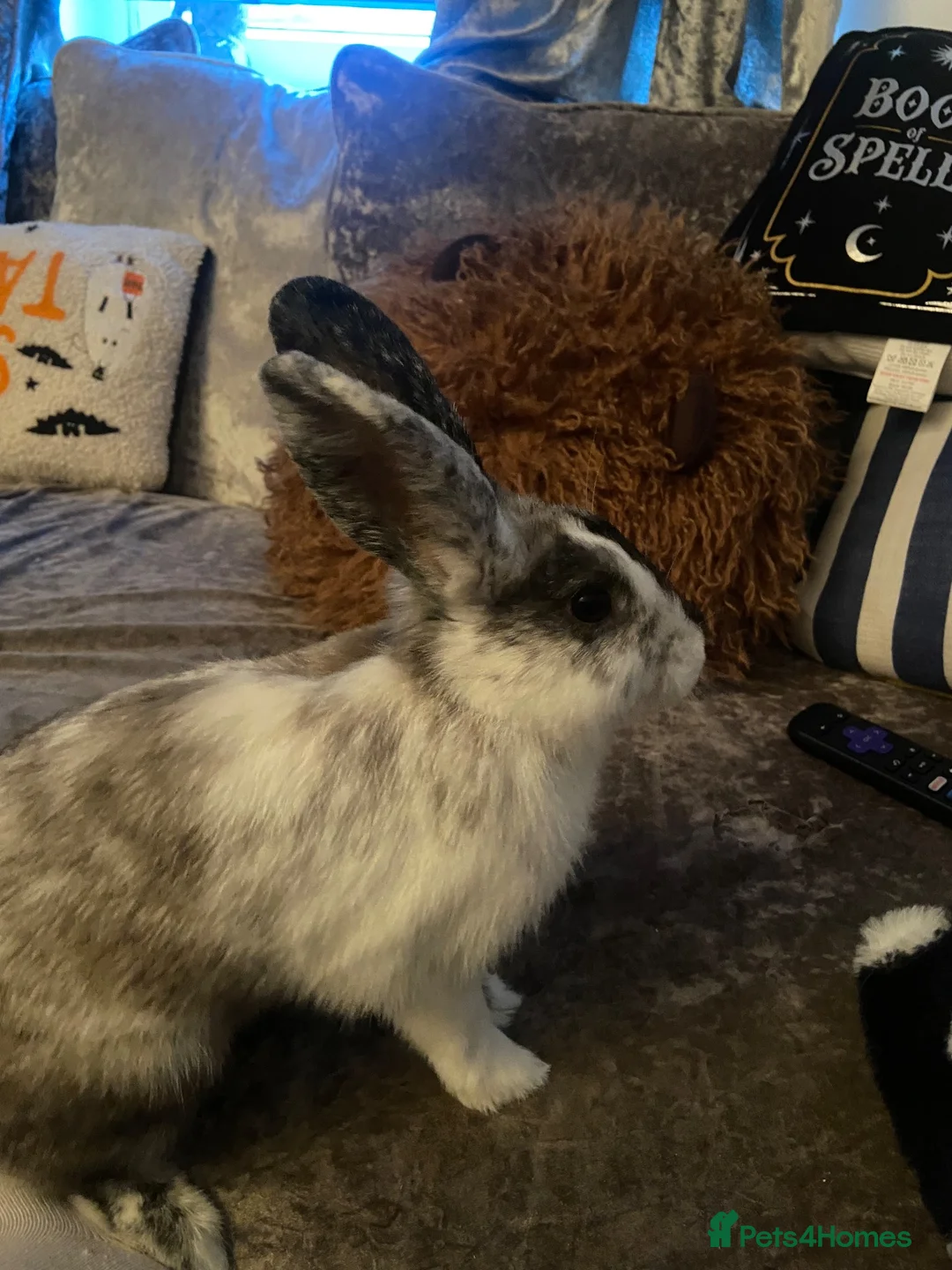 Lionhead rabbits for sale: Lion x lop rabbit  in Clitheroe - Advert 1