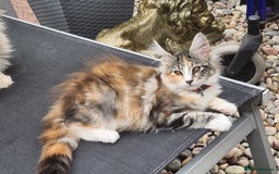Maine Coon cats for sale: Maine coon Kittens Ready to go! 100% Pedigree   in Derby - Image 2