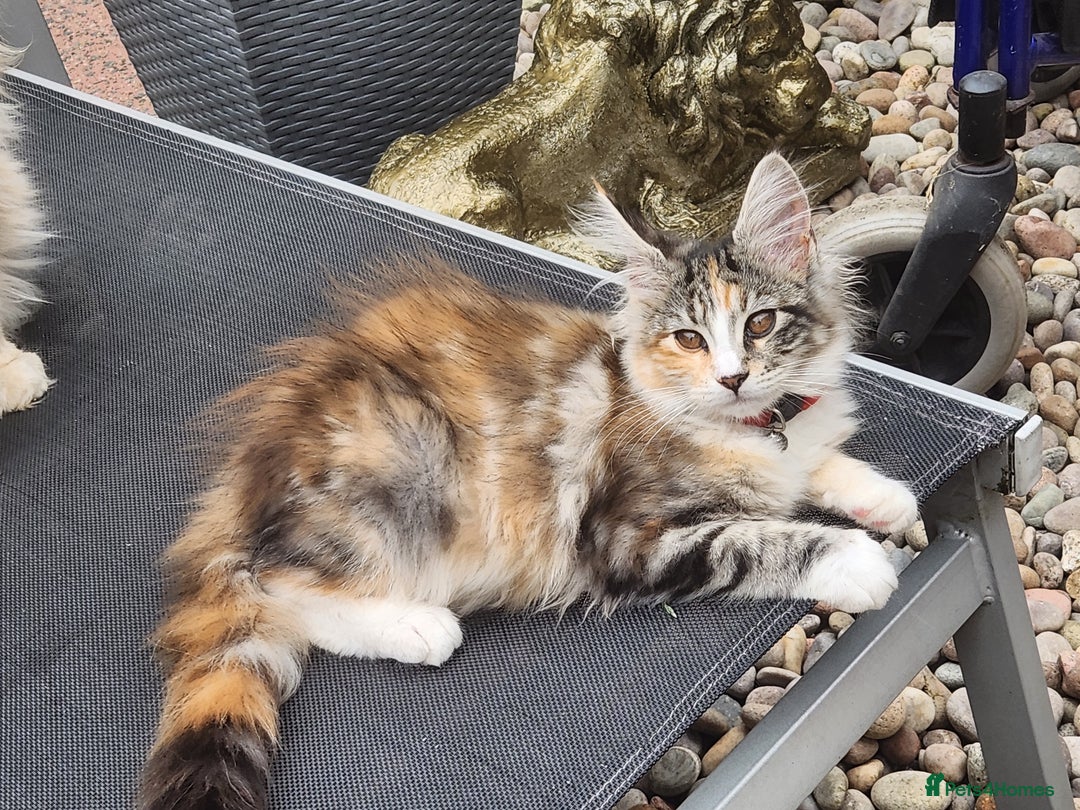 Maine Coon cats for sale: Maine coon Kittens Ready to go! 100% Pedigree   in Derby - Image 2