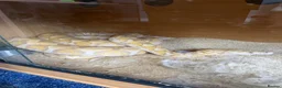 Python Snake reptiles for sale: 62.5% SD purple albino het snow retics pair in Southampton - Advert 2