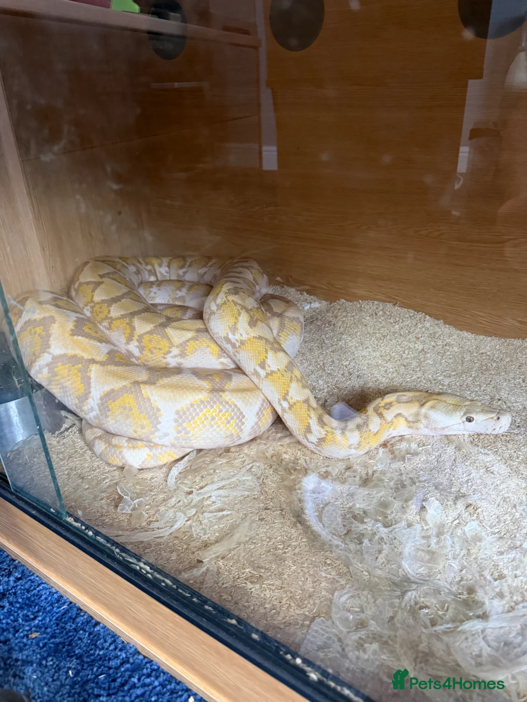 Python Snake reptiles for sale: 62.5% SD purple albino het snow retics pair in Southampton - Advert 2
