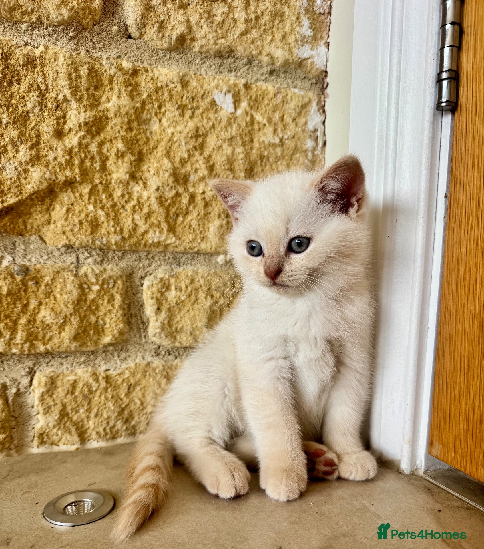 British Shorthair cats for sale: Pure breed BSH | Golden Flame Point | Ready Now  - Advert 1