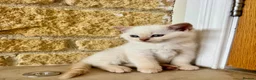 British Shorthair cats for sale: Pure breed BSH | Golden Flame Point | Ready Now  - Advert 1