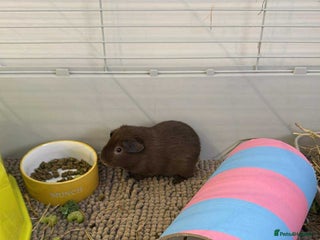 Guinea Pig rodents - Advert 32