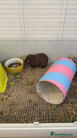 Guinea Pig rodents - Advert 8
