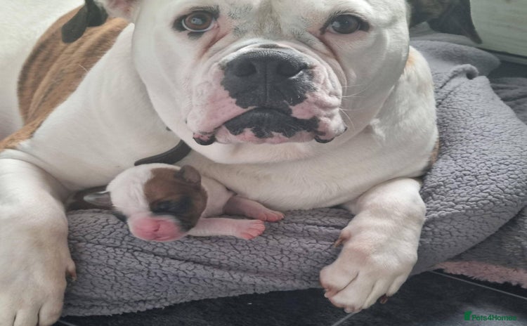 American Bulldog dogs - Advert 13