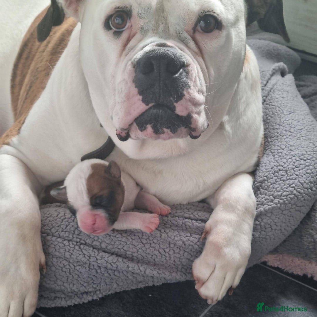American Bulldog dogs for sale: American Bulldog puppies - Image 1