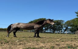 Connemara horses for sale: Beautiful Connemara yearling gelding  - Image 4
