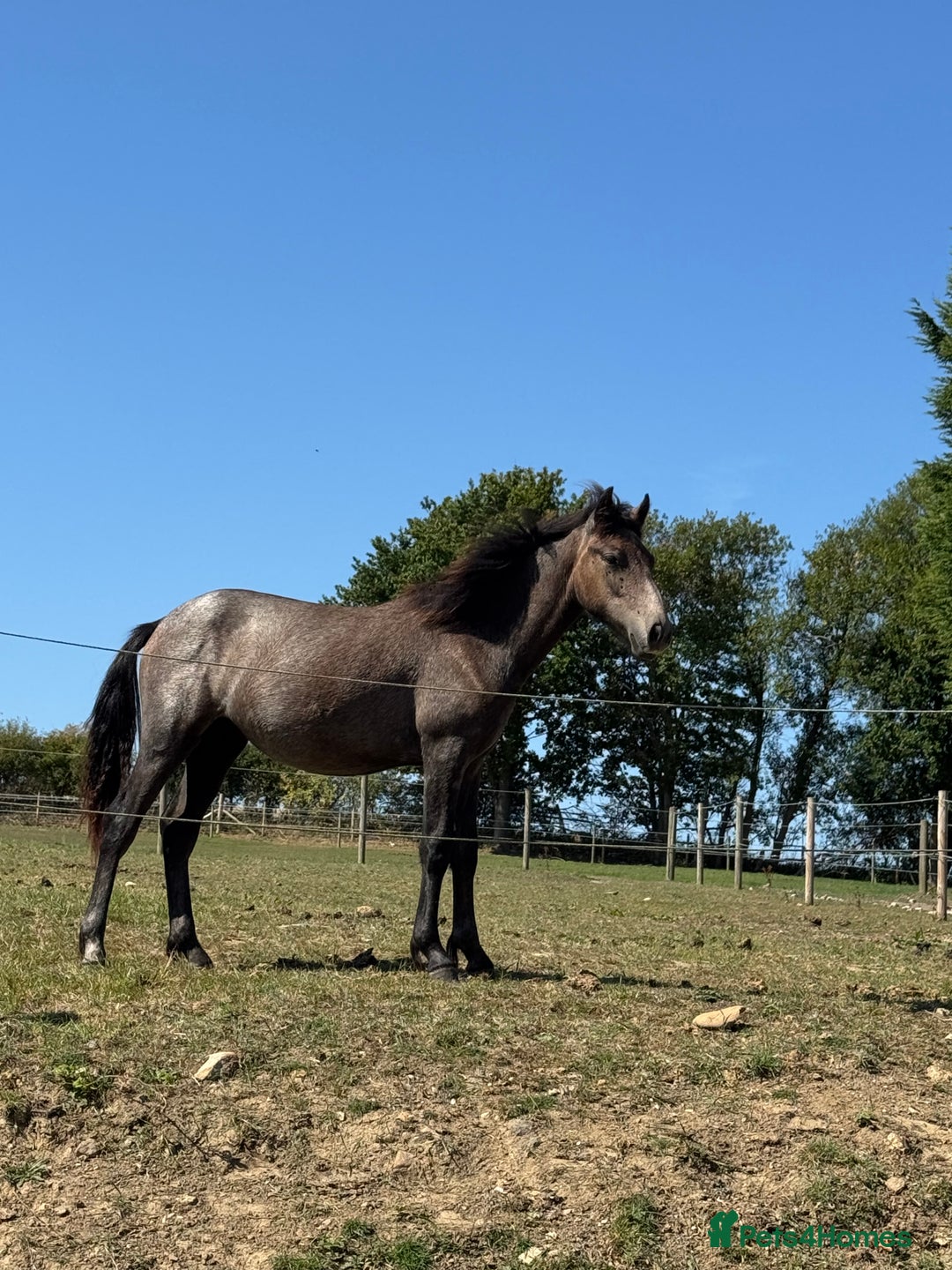 Connemara horses for sale: Beautiful Connemara yearling gelding  - Image 4