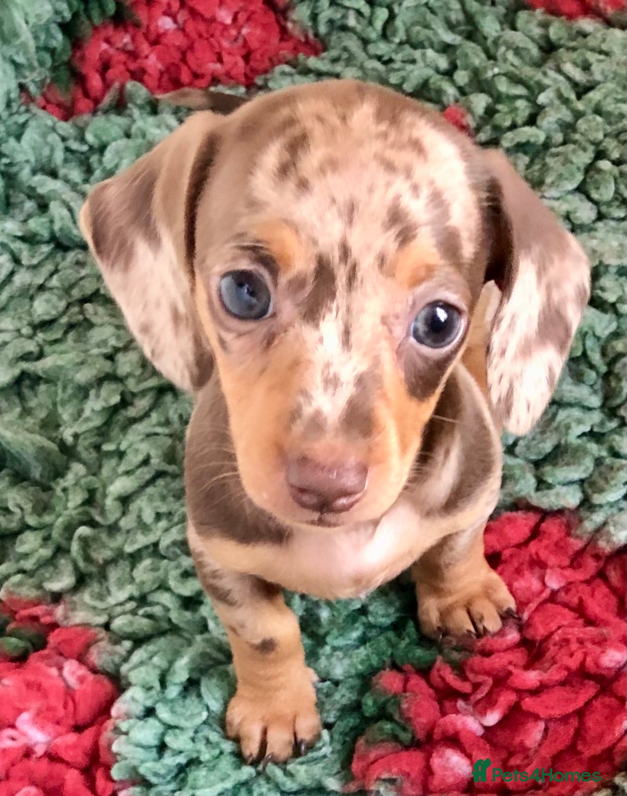 Miniature Dachshund dogs for sale: Choc dapple and Choc & tan. Kc reg. PRA Clear - Advert 3