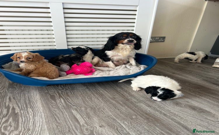 Cavapoo dogs - Advert 4