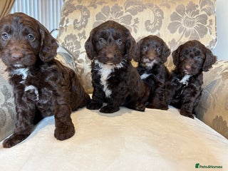 Cockapoo dogs - Advert 23