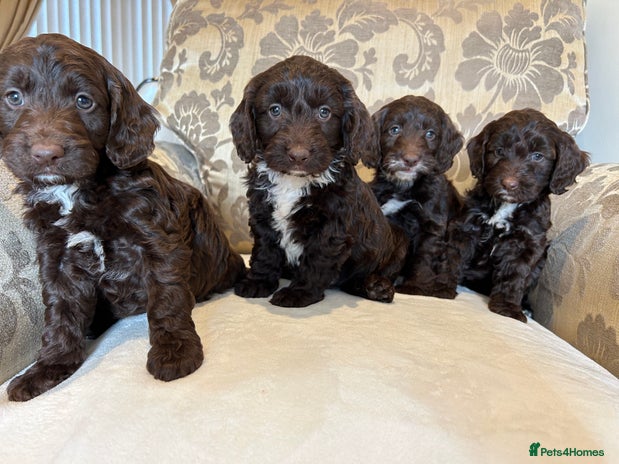 Cockapoo dogs - Advert 1