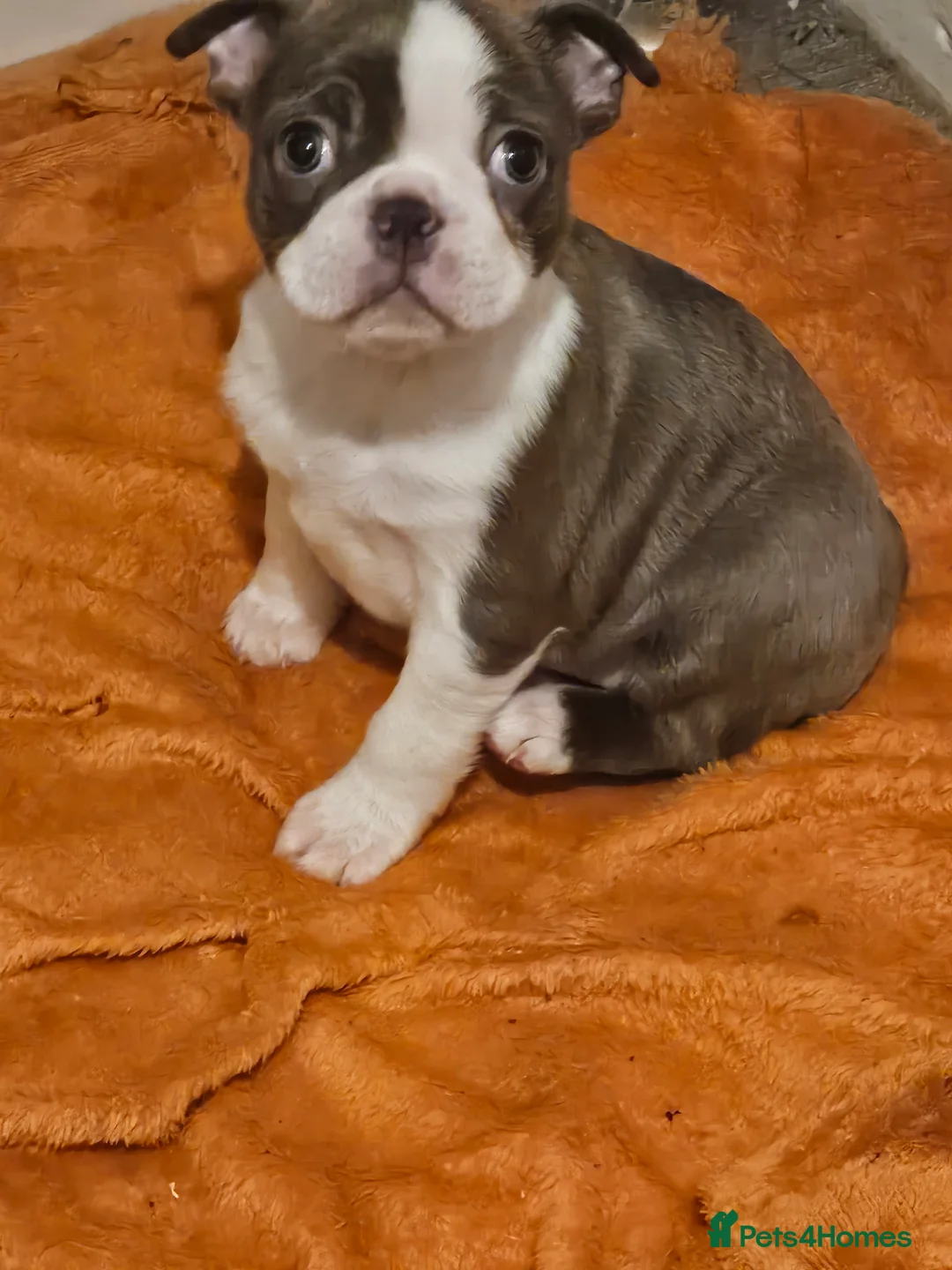 Boston Terrier dogs for sale: Stunning boston terrier puppies  - Advert 2