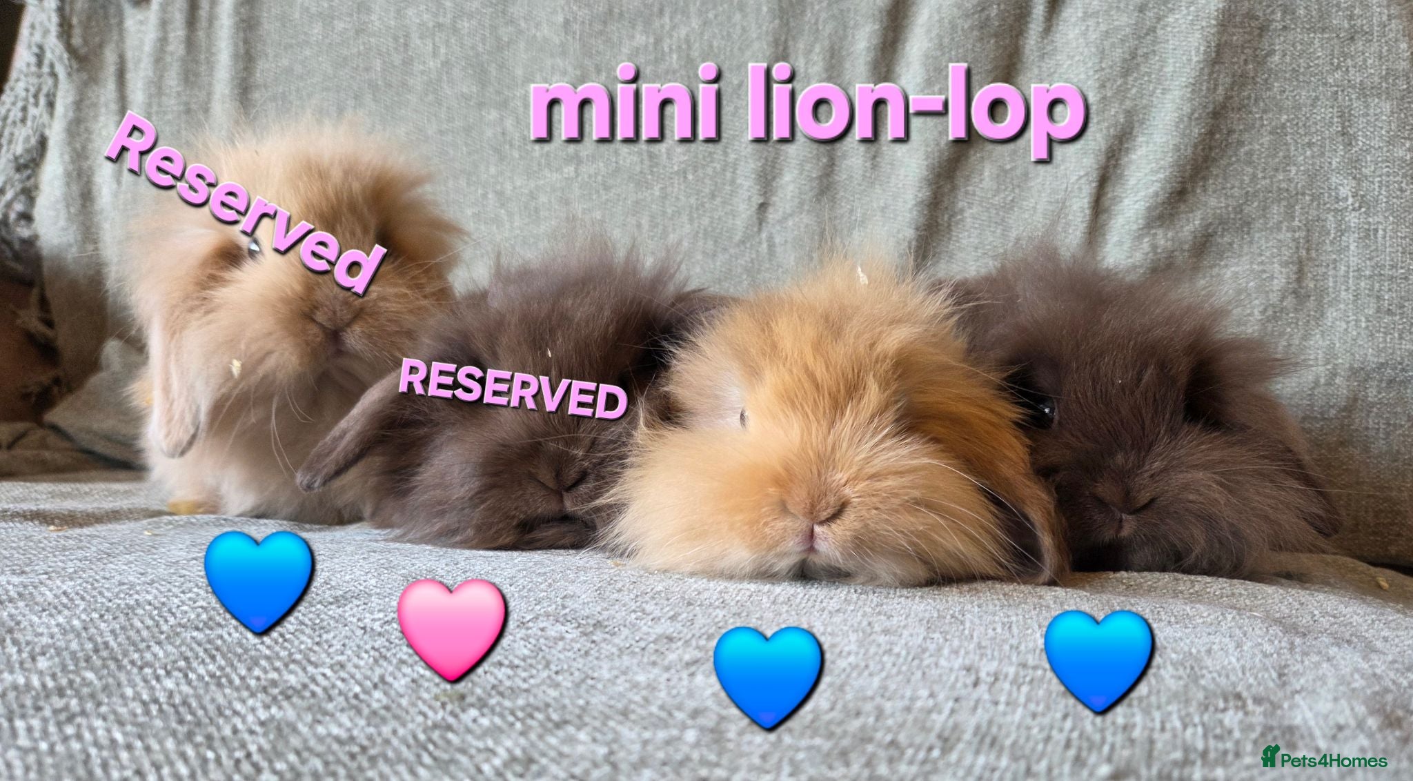 Mini Lion Lop rabbits 8 week old True type Teddy lion lops READY NOW - Advert 1