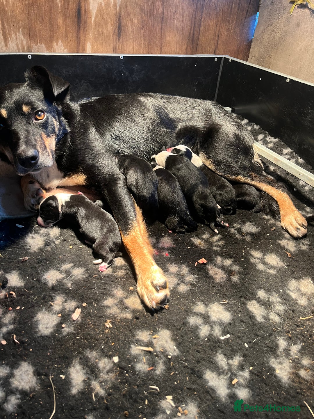 Border Collie dogs for sale: Collie pups for sale  - Image 6