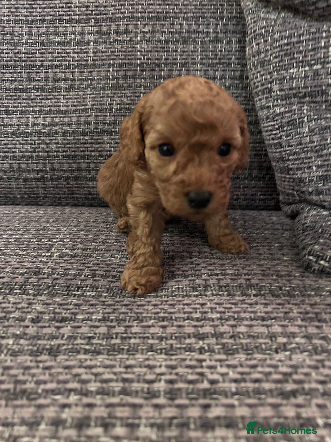 Miniature Poodle dogs for sale: Miniature poodles - Advert 3