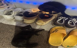 European cats for sale: Playful cats  - Image 5