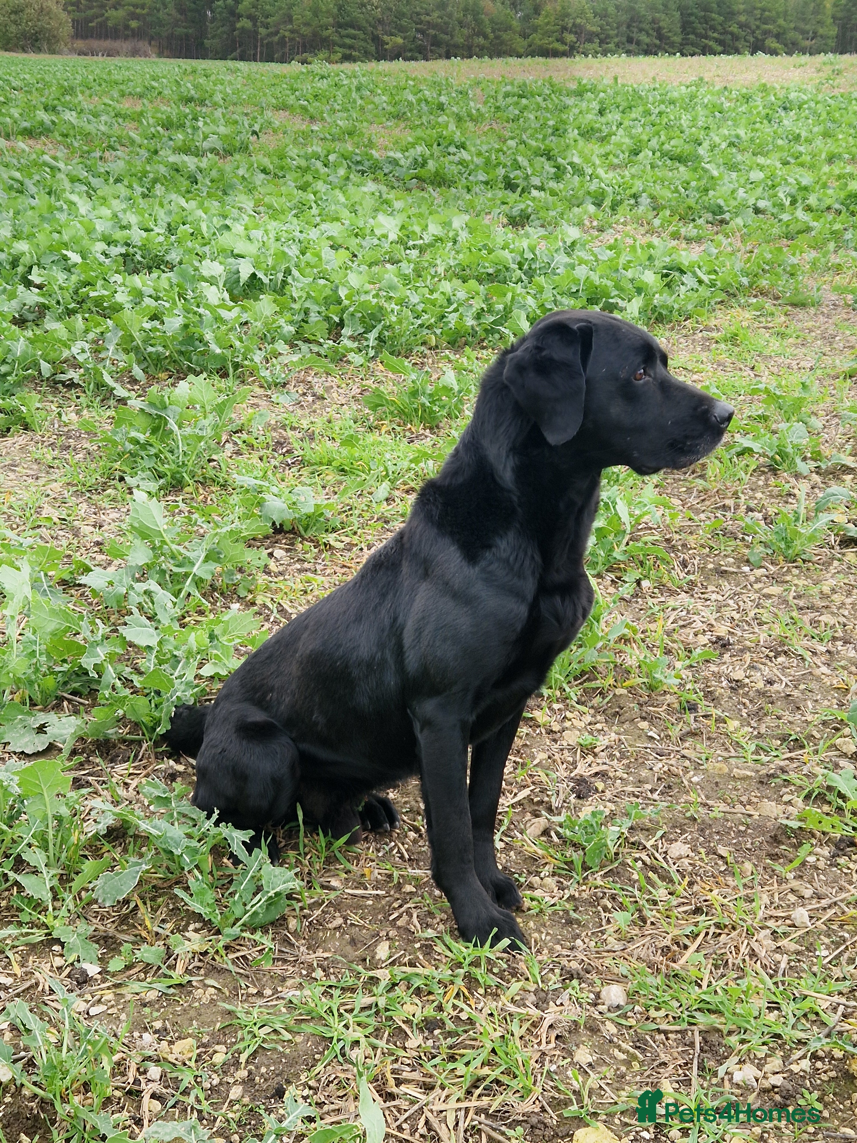 Labrador Retriever dogs * At Stud KC Health tested Labrador* in Malton - Advert 2