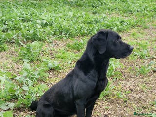 Labrador Retriever dogs * At Stud KC Health tested Labrador* in Malton - Advert 10