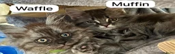 Maine Coon cats for sale: GCCF registered Maine Coons kittens - Advert 5