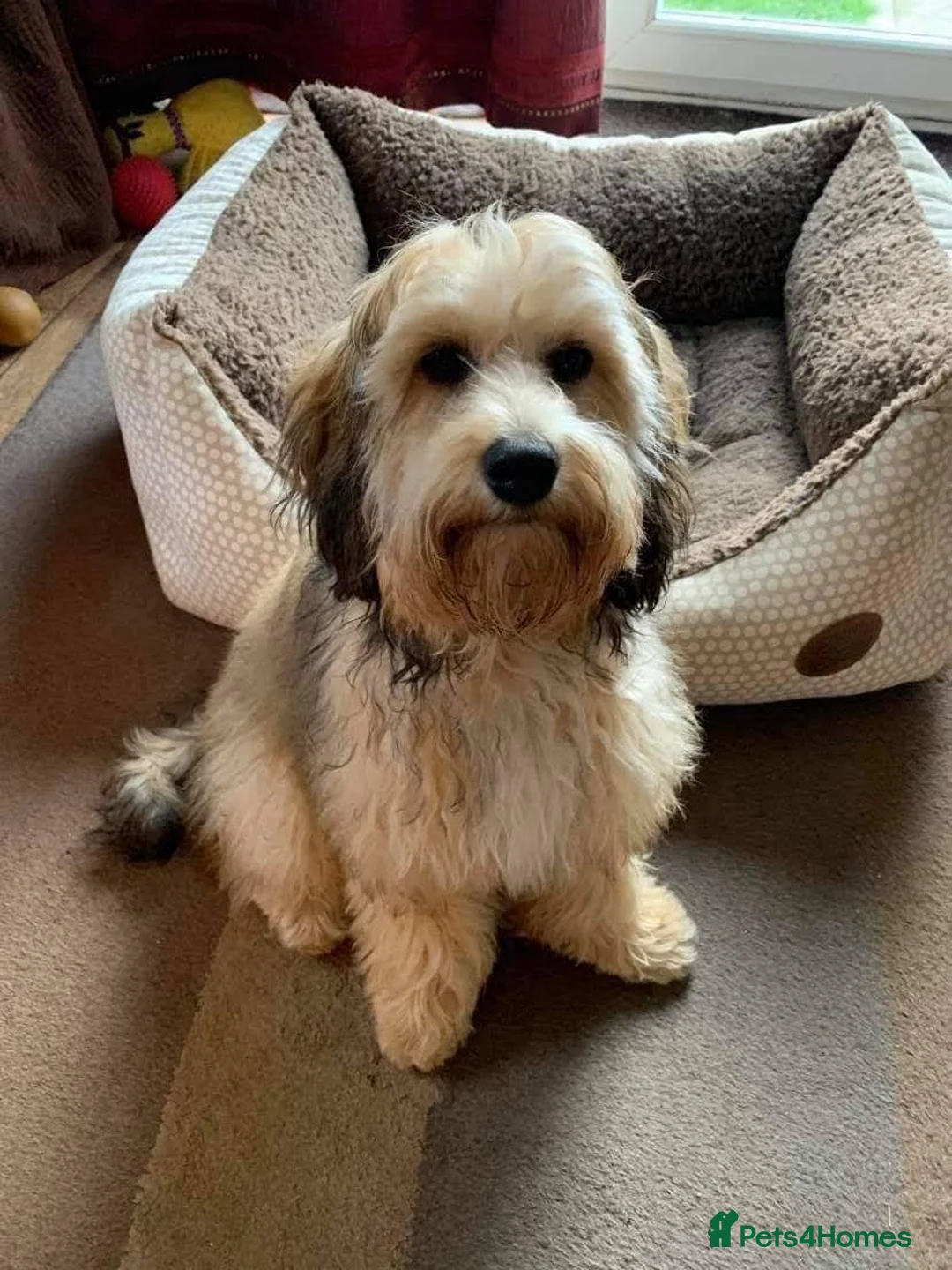 Toy Poodle dogs for stud: Biscuit, proven toy poodle available for stud in Saint Austell - Advert 10