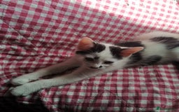 Mixed Breed cats for sale: 9 weeks old kittens for sale  - Image 2