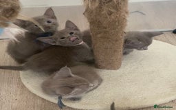 Mixed Breed cats for sale: Oriental X Siamese kittens  - Image 22