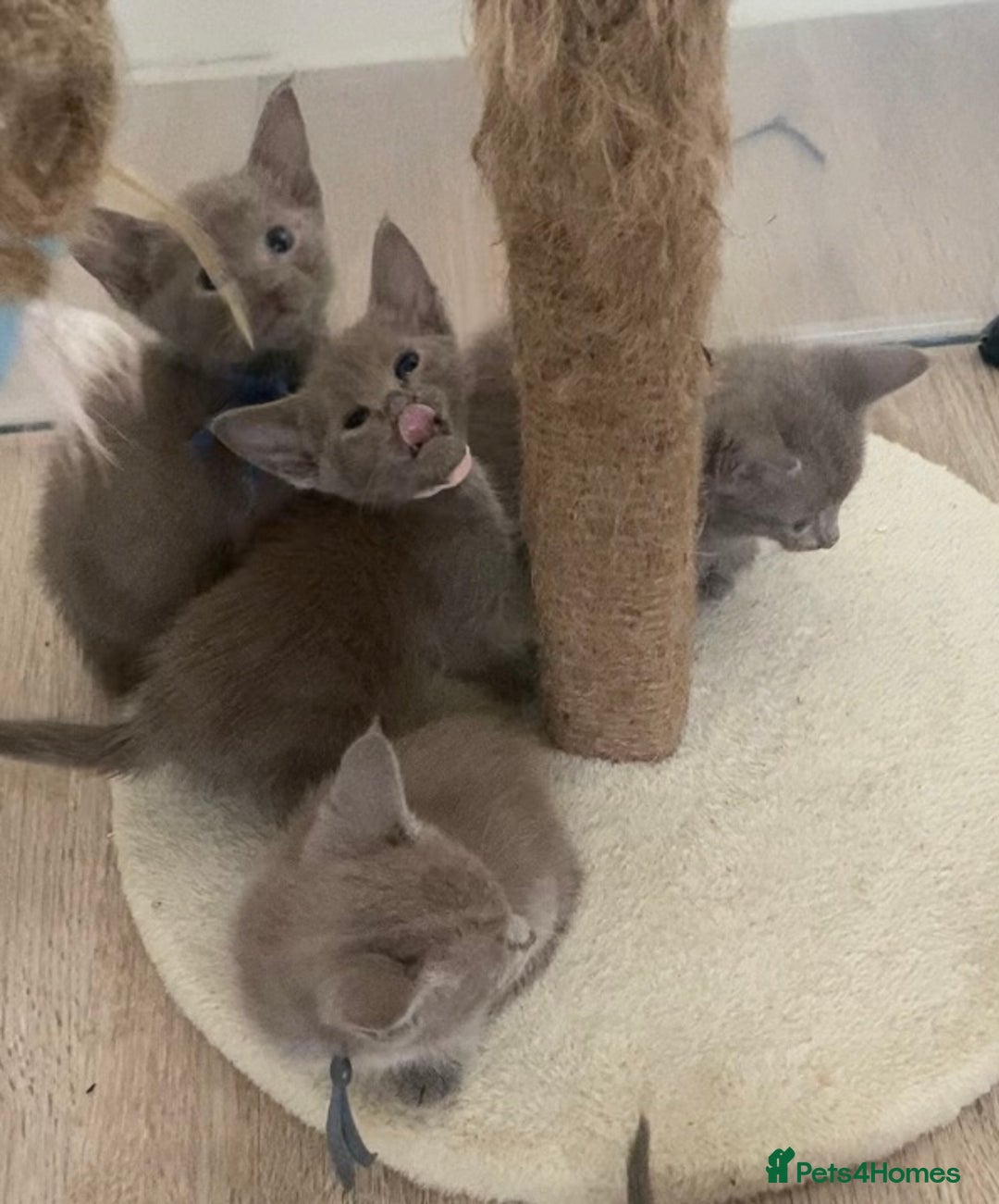 Mixed Breed cats for sale: Oriental X Siamese kittens  - Image 22