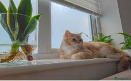 Mixed Breed cats for sale: Indoor, Half Persian Cat – Ideal for a Quiet Home - Image 2