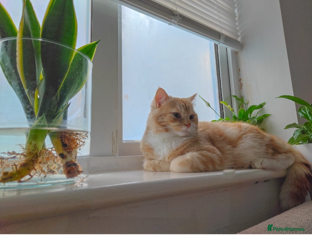 Mixed Breed cats for sale: Indoor, Half Persian Cat – Ideal for a Quiet Home - Image 2
