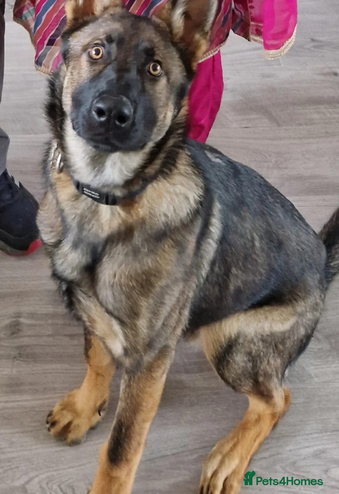 German Shepherd dogs for sale: Tej boy in Coventry - Advert 4