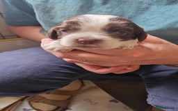 Cockalier dogs for sale: Stunning girls. DNA health tested parents  - Image 4